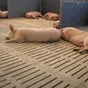 поросята, свиньи оптом с комплекса в Уфе и Республике Башкортостан 4
