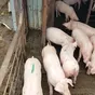 поросята, свиньи оптом с комплекса в Уфе и Республике Башкортостан 3