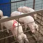 поросята, свиньи оптом с комплекса в Уфе и Республике Башкортостан