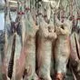 мясо баранины, молодняк.  в Абакане и Хакасии 2