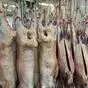 мясо баранины, молодняк.  в Абакане и Хакасии