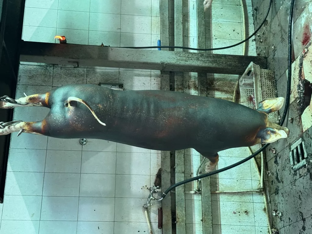 домашняя свинина  в Ставрополе и Ставропольском крае 2