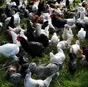 цыплята кур несушек любого возраста.  в Пскове и Псковской области 5