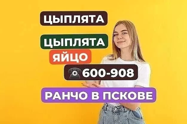 Фотография продукта Цыплята разного окраса. яйцо