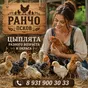 цыплята,продажа или обмен  в Пскове и Псковской области