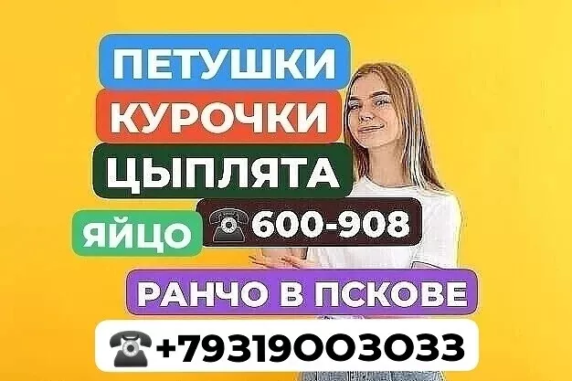 фотография продукта Цыплята разного окраса. яйцо инкубационн