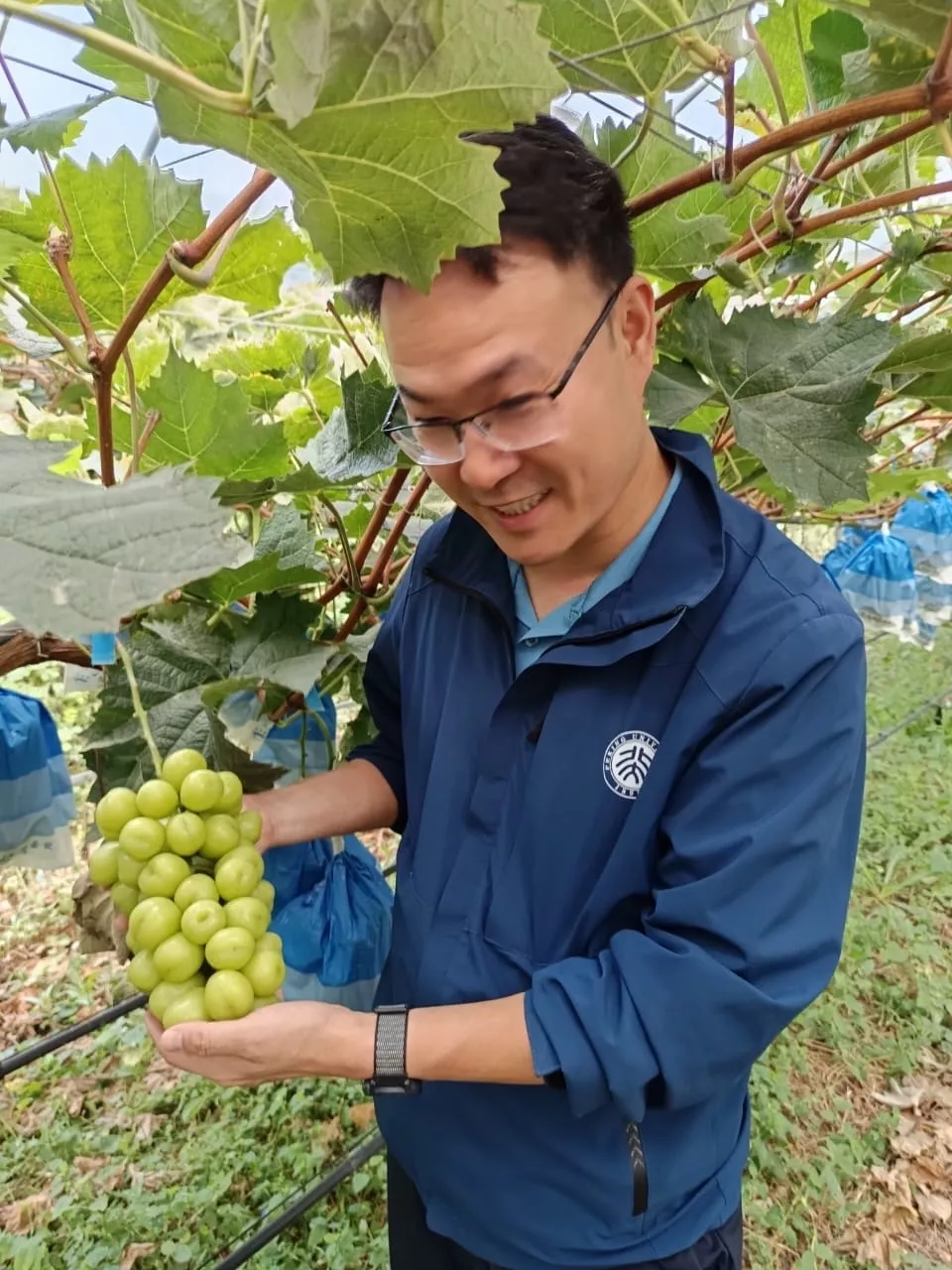 фотография продукта Виноград китайский 