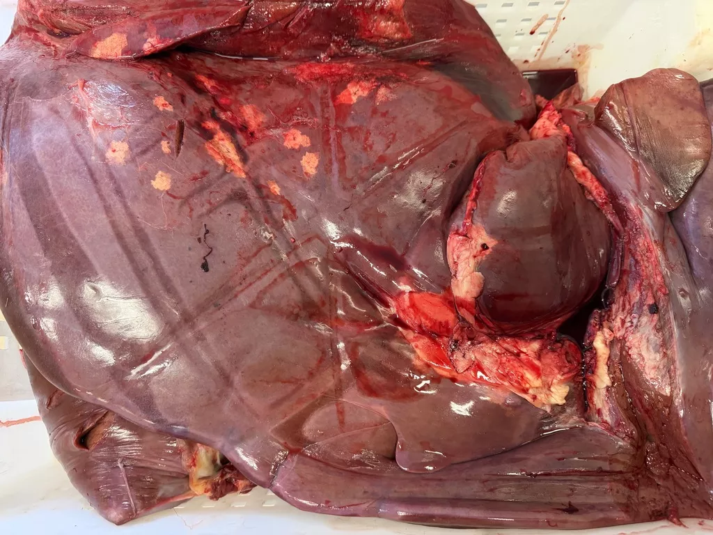 Фотография продукта Печень говяжья пп