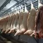 свинина охлаждённая в тушах в Екатеринбурге и Свердловской области