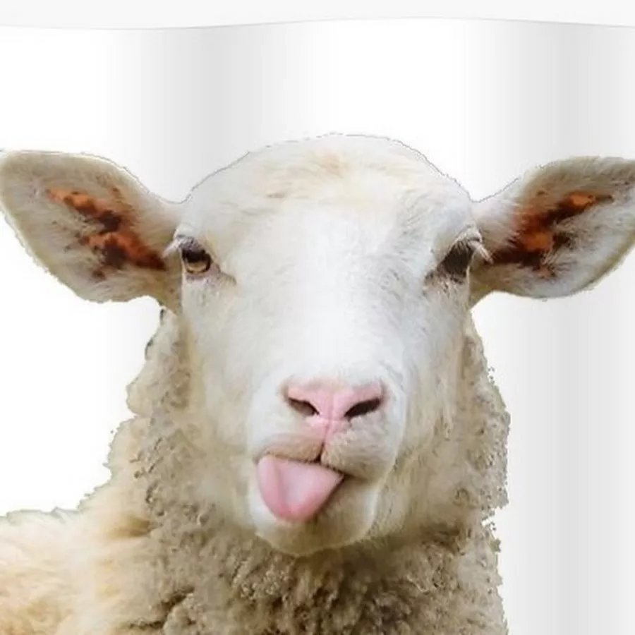 фотография продукта Баранина субпродукты