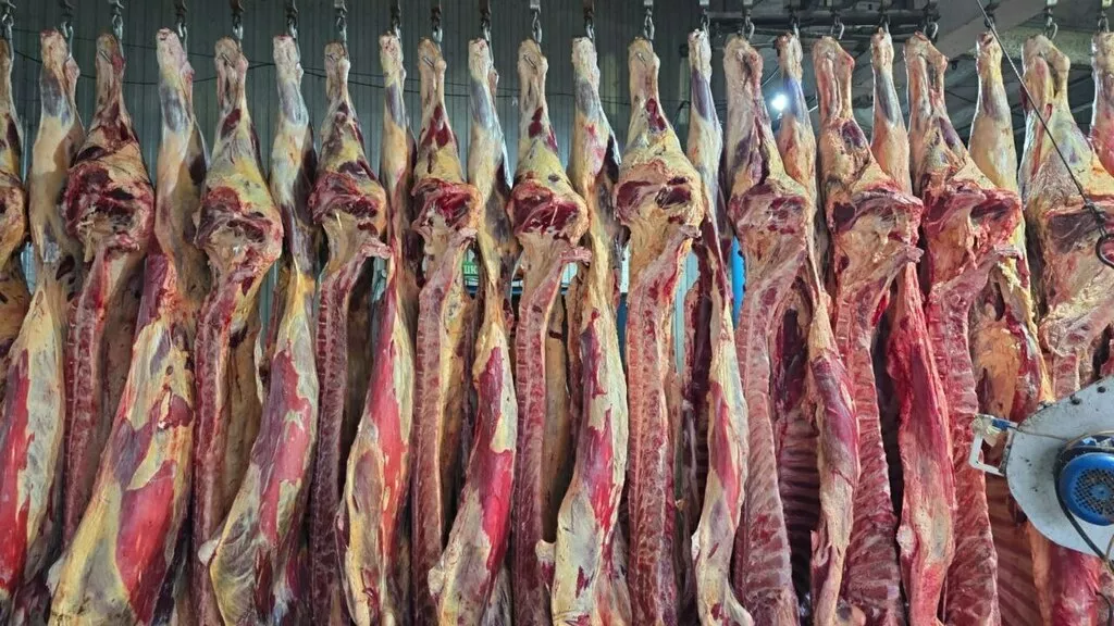 фотография продукта Говядина на кости 1 кат. корова ГОСТ