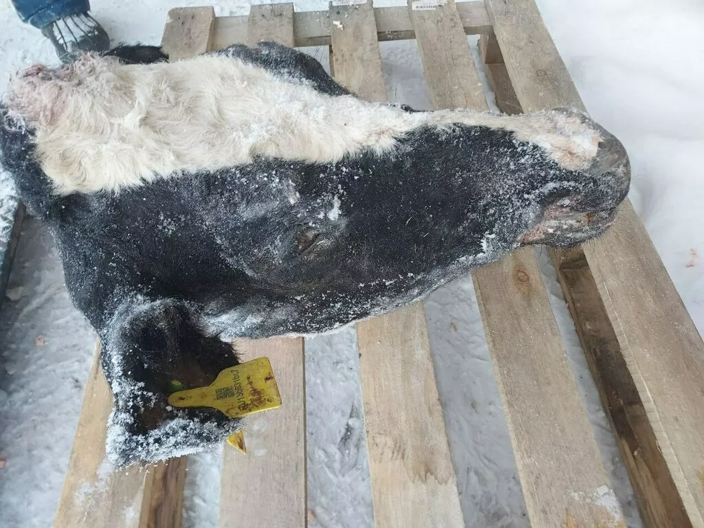 фотография продукта Говяжьи головы 