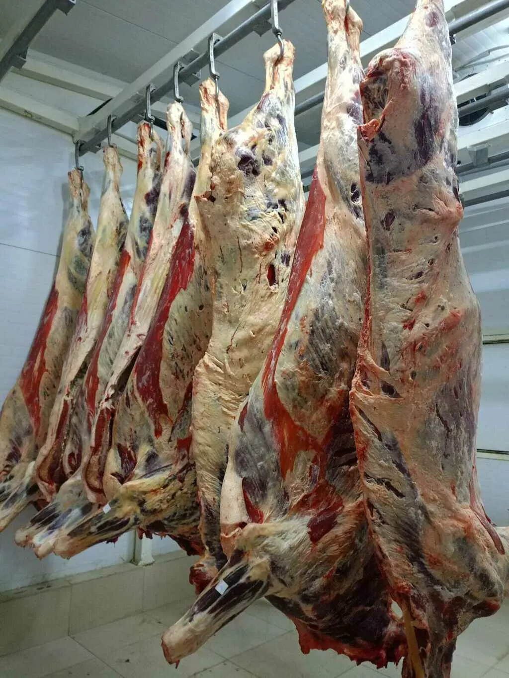 фотография продукта Говядина полутуши коровы и быки