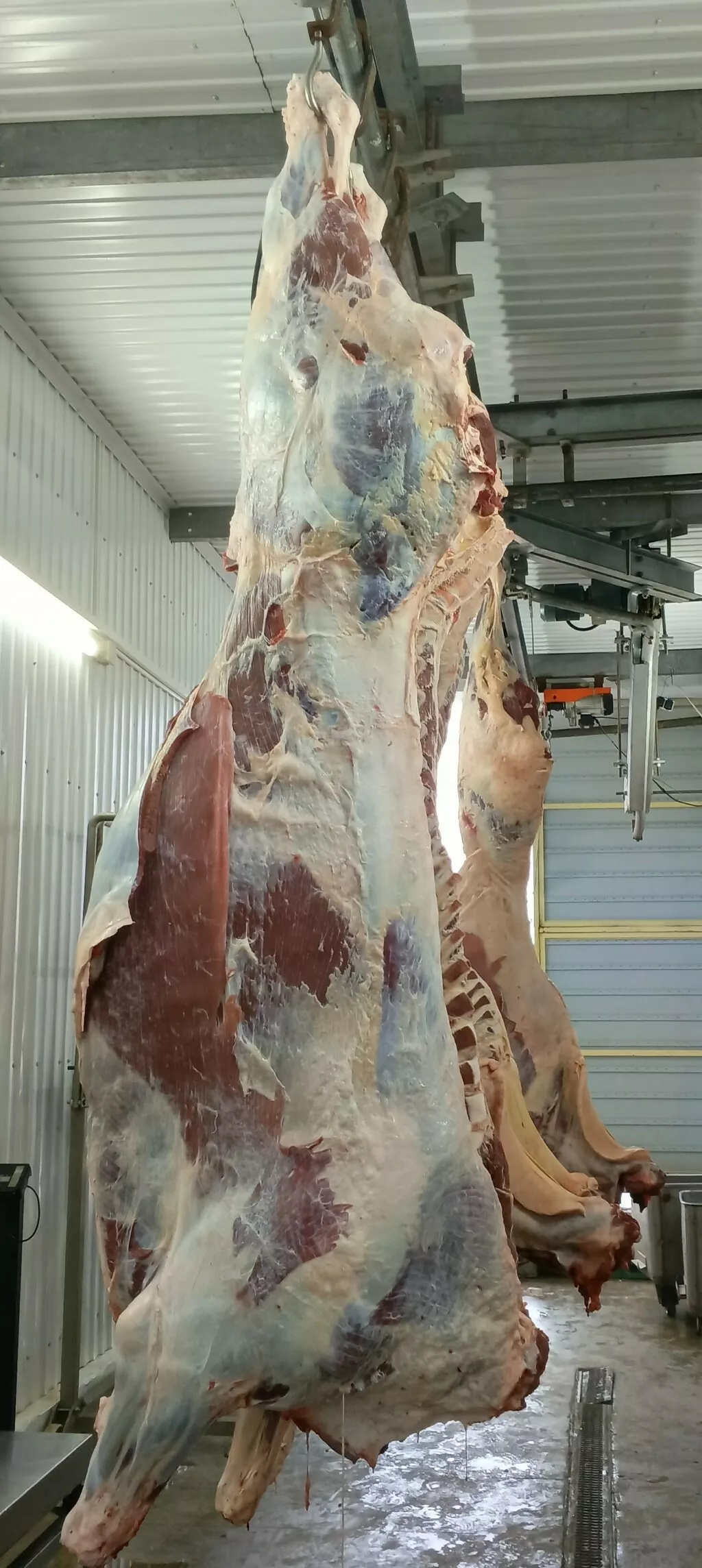 Фотография продукта Мясо. говядина в тушах, полутушах