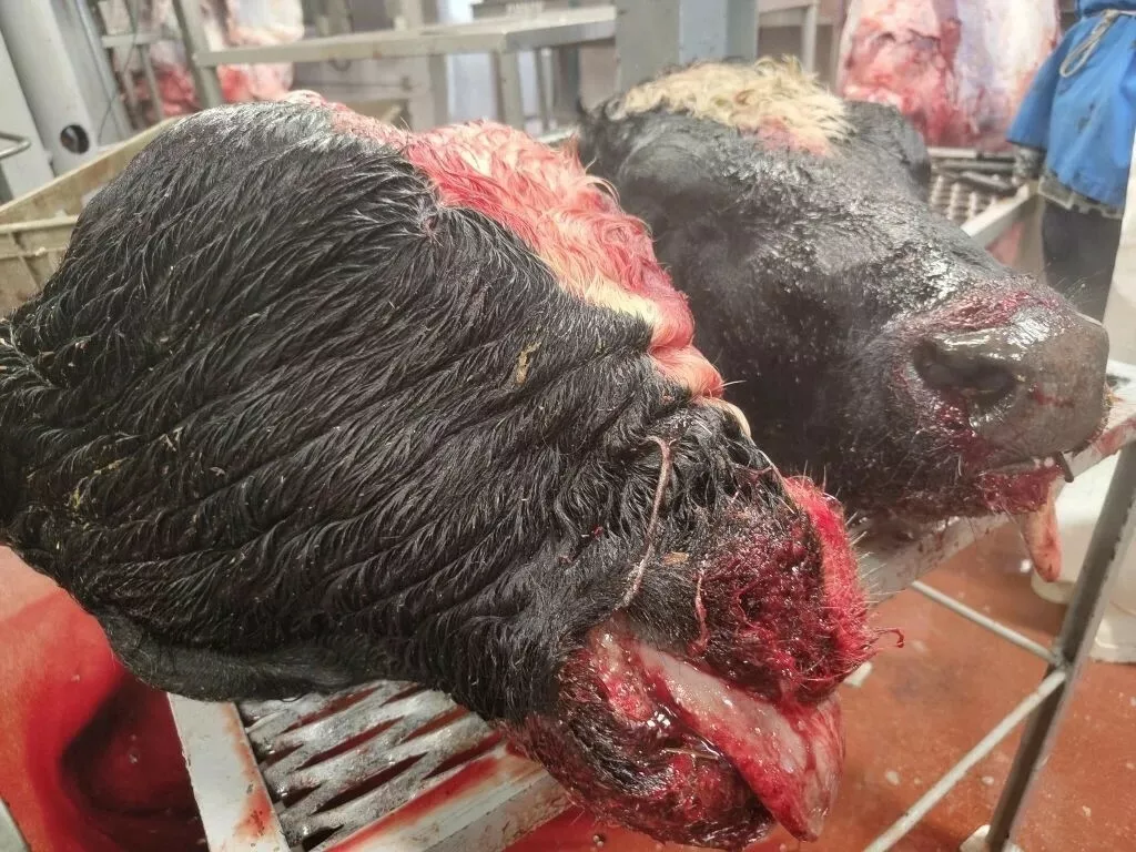 фотография продукта Головы говяжьи