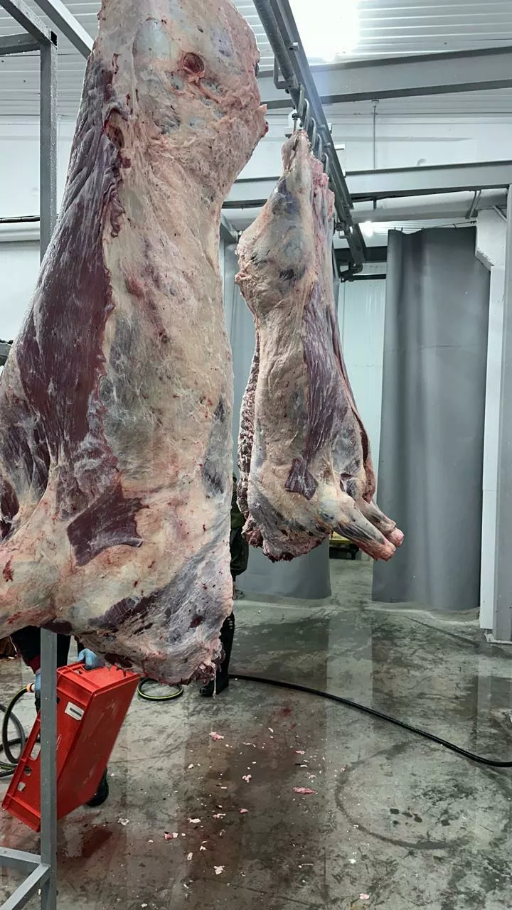 Фотография продукта Полутуши быки