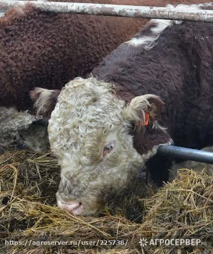 Фотография продукта Быки до 1.5г. на мясо