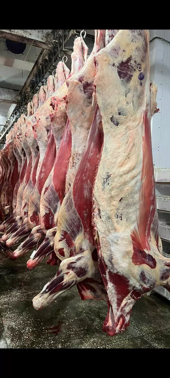 Фотография продукта Коровы 1 категории