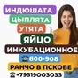 инкубационное яйцо кур, уток, индюков в Пскове и Псковской области