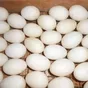 инкубационное яйцо кур, уток, индюков в Пскове и Псковской области 5