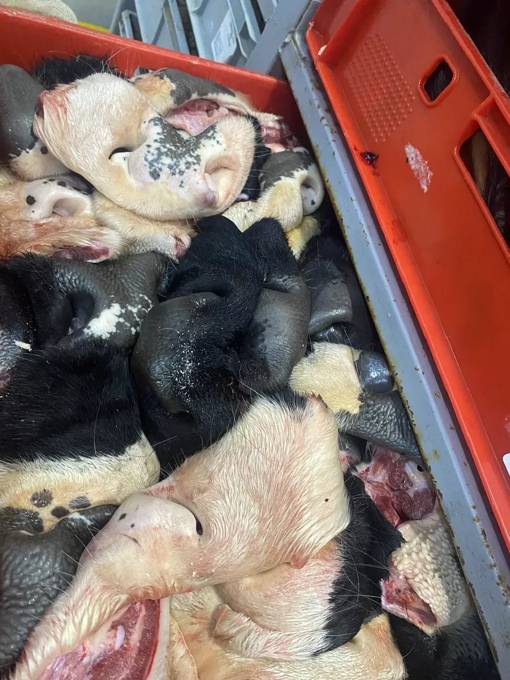 фотография продукта Носы и губы говяжьи не обработанные