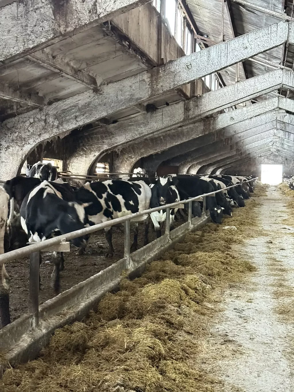 Фотография продукта Коровы дойные , нетели .