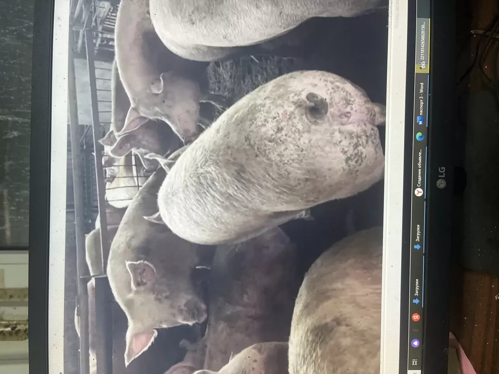 фотография продукта Матки крупно белой породы