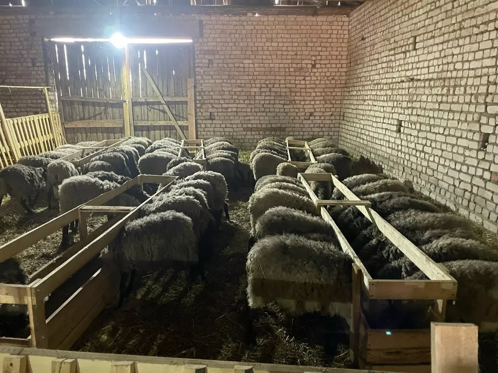 Фотография продукта Живые баранчики 5-6 мес (25-35 кг)