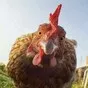 сырьё курицы (некондиция) в Новоалтайске