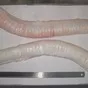 трахея говяжья в Краснодаре и Краснодарском крае 4