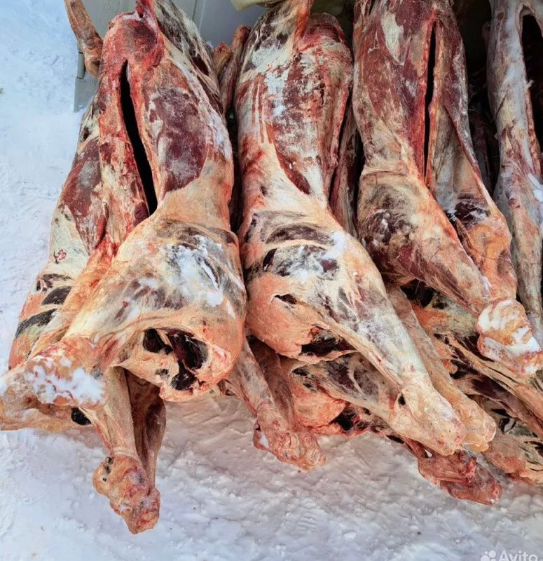 фотография продукта Оленина в тушках 40-50 кг. оптом от 20т.