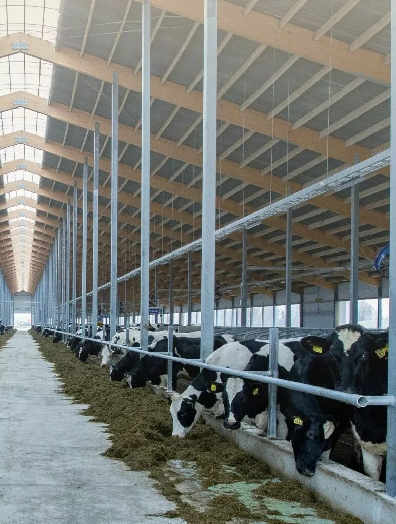 Фотография продукта Нетели племенные голштинской породы