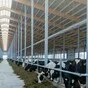 нетели племенные голштинской породы в Пскове и Псковской области