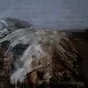 шкуры КРС в Самаре и Самарской области