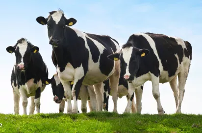 Фотография продукта Нетели племенные голштинской породы