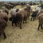 продажа баранины живым весом в Ростове-на-Дону и Ростовской области