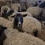 продаем баранину в тушах с НДС в Новгороде и Новгородской области 4