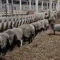 продаем баранину в тушах с НДС в Новгороде и Новгородской области 3