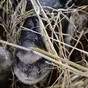 продаем баранину в тушах с НДС в Новгороде и Новгородской области 2