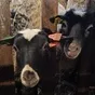 продаем баранину в тушах с НДС в Новгороде и Новгородской области 6