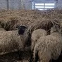 продаем баранину в тушах с НДС в Новгороде и Новгородской области 5