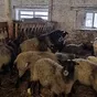 продаем баранину в тушах с НДС в Новгороде и Новгородской области
