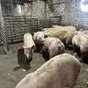 свиньи живым весом - беконная порода в Ульяновске и Ульяновской области 4