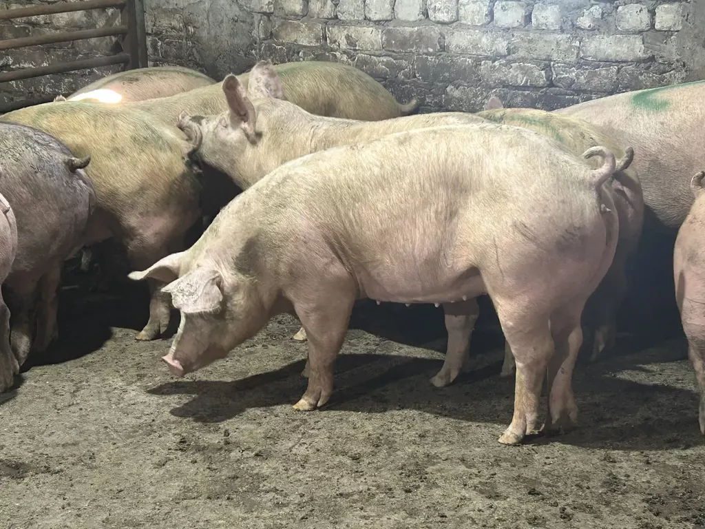 Фотография продукта Свиньи живым весом - беконная порода