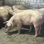 свиньи живым весом - беконная порода в Ульяновске и Ульяновской области