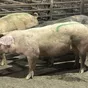 свиньи живым весом - беконная порода в Ульяновске и Ульяновской области 2