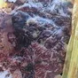 обрези свиные разные в Москве 8