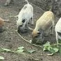 цыплята корнишоны в Рязани и Рязанской области 2