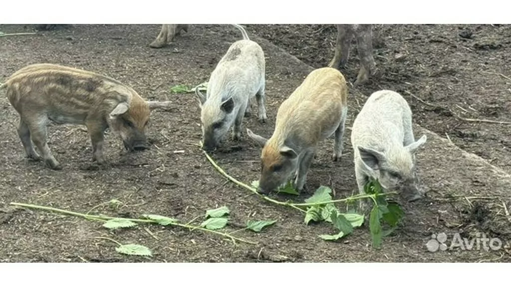 Фотография продукта Свинья, кабан, порасёнок