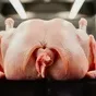 тушку индейки прямо от производителя  в Барнауле и Алтайском крае